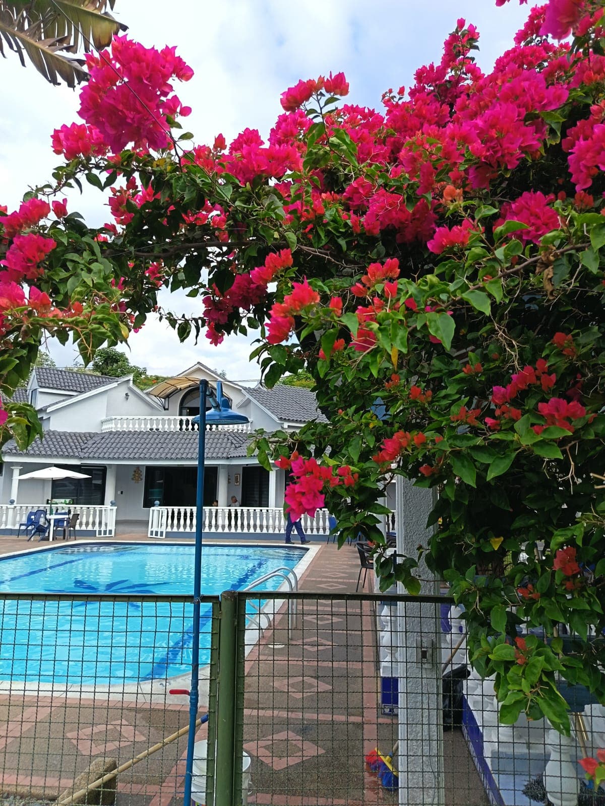 Piscina del Hotel Campestre YJ enmarcada por buganvilias